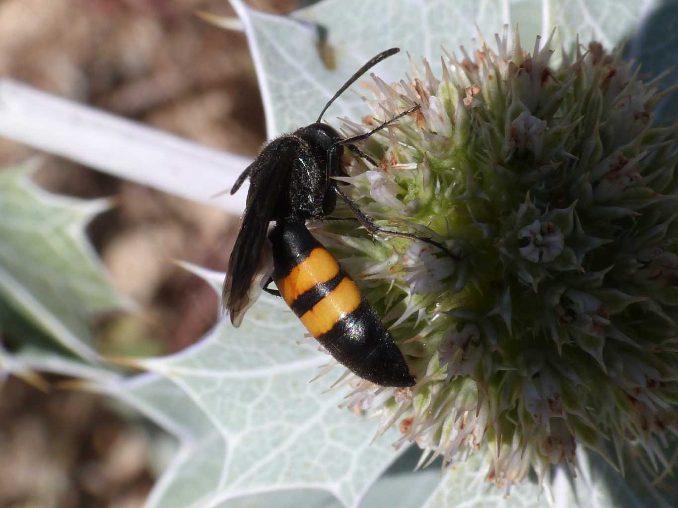 Scolia hirta e Stzoides tridentatus